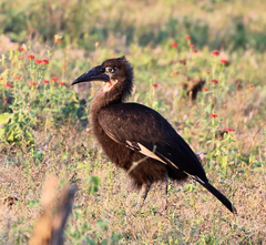 Bucorvus leadbeateri