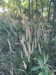 Calamagrostis epigejos