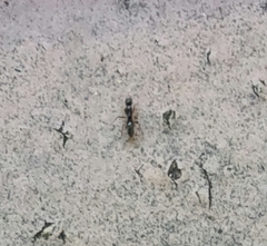 Brachyponera chinensis