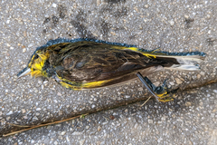 Setophaga palmarum hypochrysea