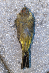 Setophaga palmarum hypochrysea