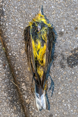 Setophaga palmarum hypochrysea