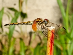 Trithemis arteriosa