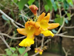 Gmelina arborea