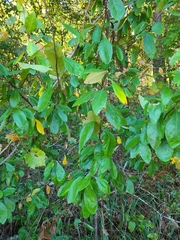 Sideroxylon lanuginosum