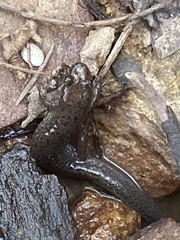 Plethodontinae