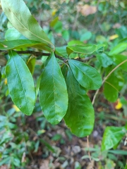 Sideroxylon lanuginosum