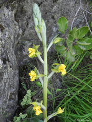 Chloraea galeata