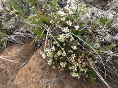 Cherleria marcescens
