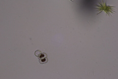 Cosmarium