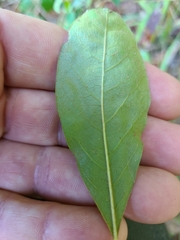 Sideroxylon lanuginosum