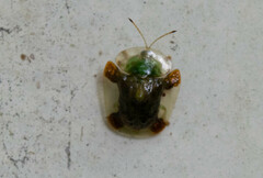 Helocassis testudinaria