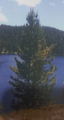 Pinus flexilis