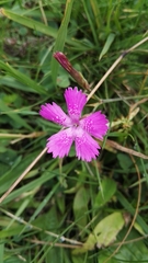 Dianthus deltoides