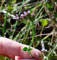 Verbena brasiliensis