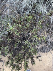 Diplacus aurantiacus