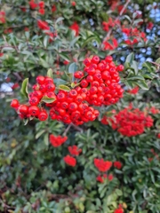 Pyracantha coccinea