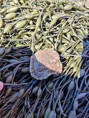 Crassostrea virginica