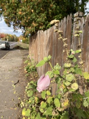 Alcea rosea