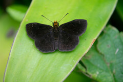 Carcharodini