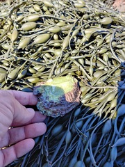 Crassostrea virginica