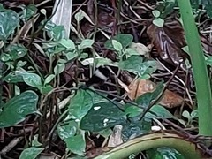 Psolodesmus mandarinus mandarinus