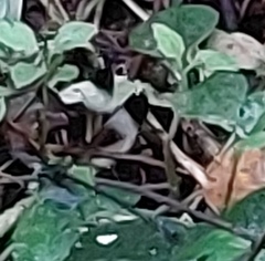 Psolodesmus mandarinus mandarinus