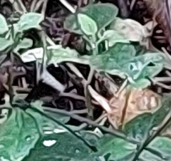 Psolodesmus mandarinus mandarinus