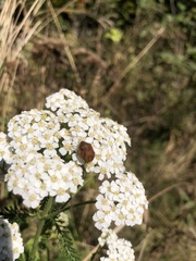 Homaemus aeneifrons