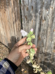 Alcea rosea