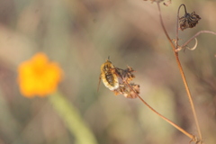 Bombyliinae