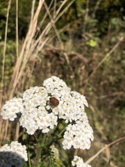 Homaemus aeneifrons