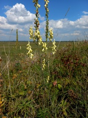 Aconitum barbatum