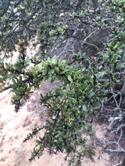 Ceanothus cuneatus