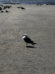 Larus fuscus graellsii