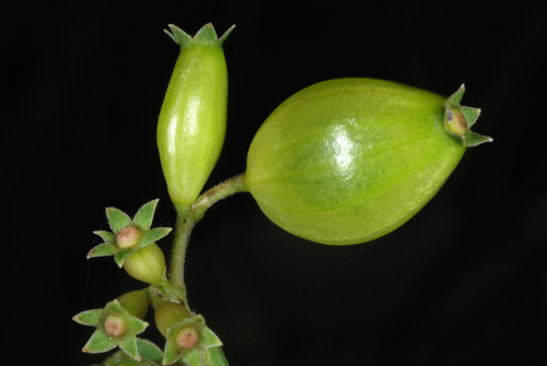 onion vine (Paederia cruddasiana)