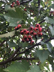 Crataegus punctata