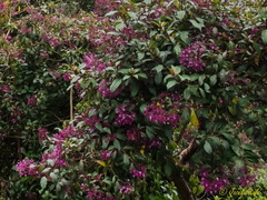 Fuchsia paniculata