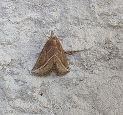 Phyprosopus callitrichoides