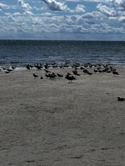 Larus fuscus graellsii