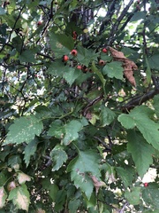 Crataegus punctata