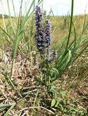 Nepeta multifida