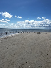 Larus fuscus graellsii