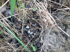 Capreolus capreolus