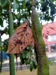 Kallima horsfieldii
