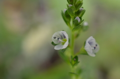 Veronica serpyllifolia serpyllifolia