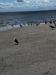 Larus fuscus graellsii