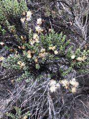 Ericameria ericoides