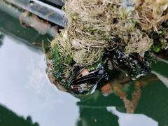 Mytilus edulis