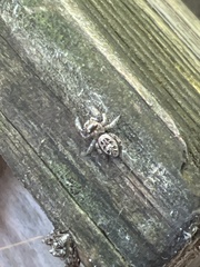 Eris militaris